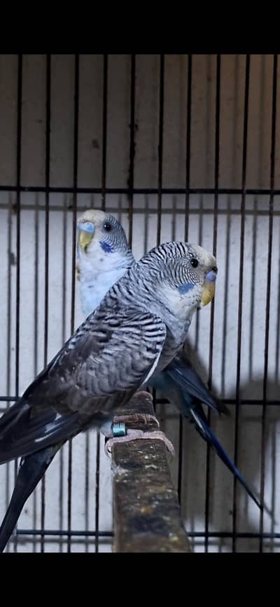 black wing budgie