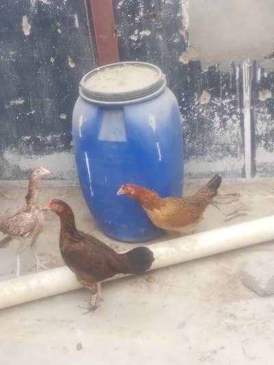 3 murgya he 2 to ande detei rehti he ik yung pati he nasali