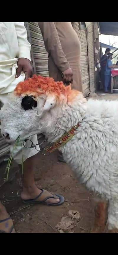mundri female