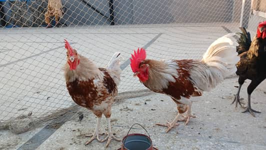 Lohman brown & astrolop cross Male