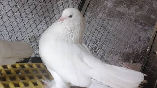Big sherazi white pair