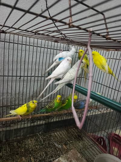 Budgies for Sale