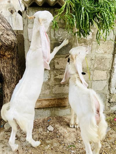 Gulabi bakra bakri  2 month pregnant female