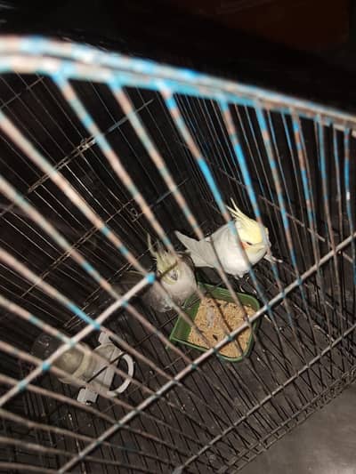 1 PAIR OF COCKTAIL with cage whtsapp 03445946477