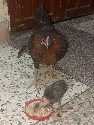 Desi Hen