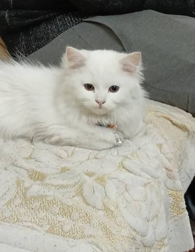 White blue eyes persian cat