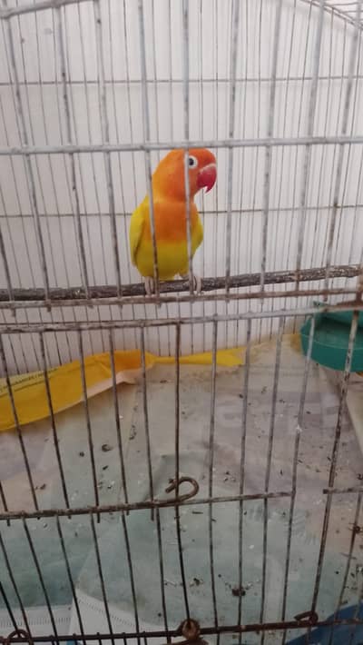 1 white albino red eye 1 yellow lutino