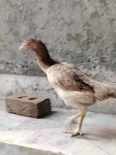Approximately 4 to 5 hens available for sale