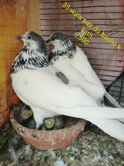 firozpori" 35wale" kaldume" nildume" chat wale" ali wale"