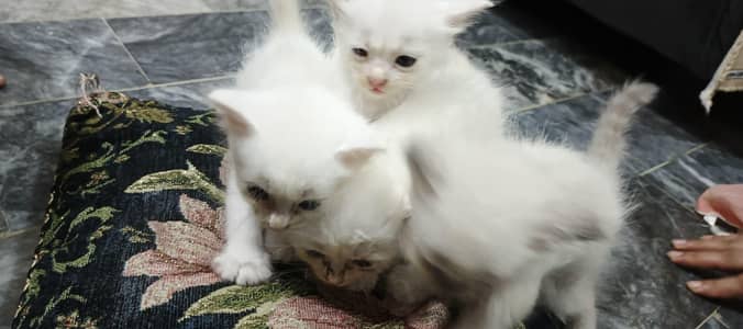 Persian citans for sale