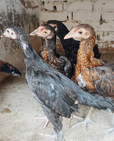 Aseel chicks