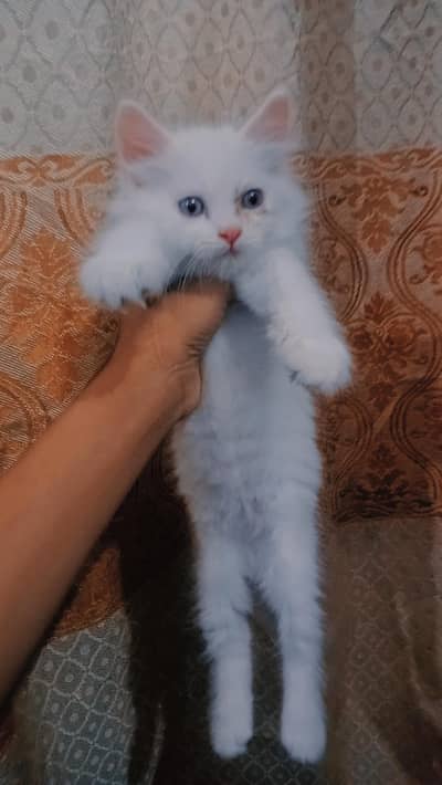 kitten