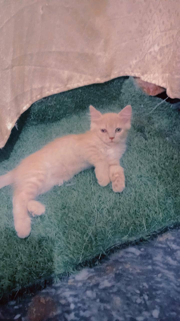 kitten 1