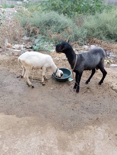 selling sheep's