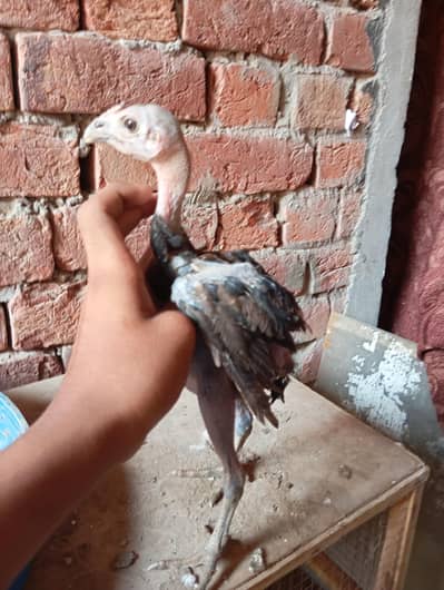 Thai burmi chick