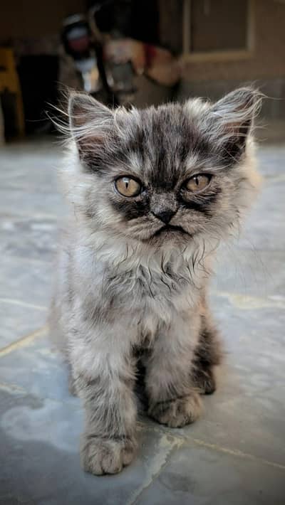Kittens for sale