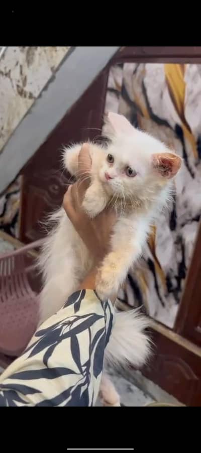 male kitten for sale