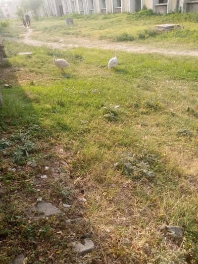 For sale 03155682714