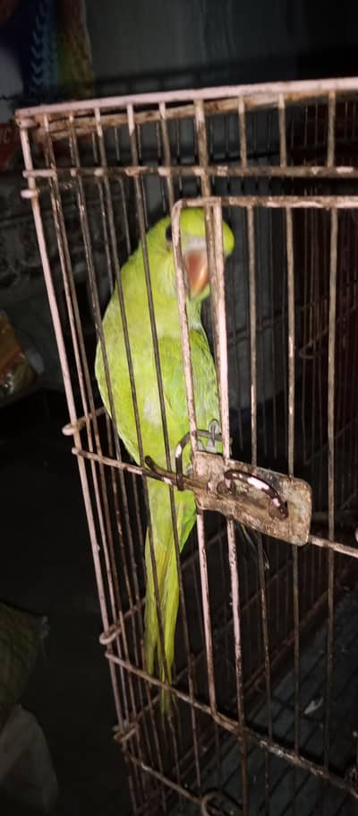green parrot chick's hand tamd