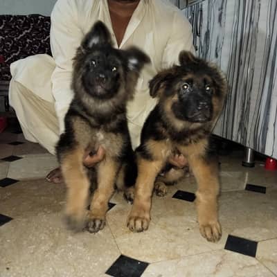 German shepherd Long court papies non vecinated high bread nonpet