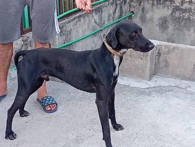 pointer dog