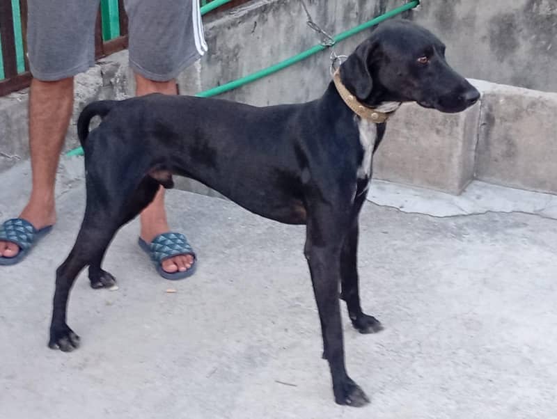 pointer dog 1