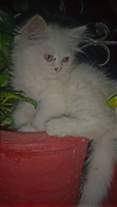 kitten