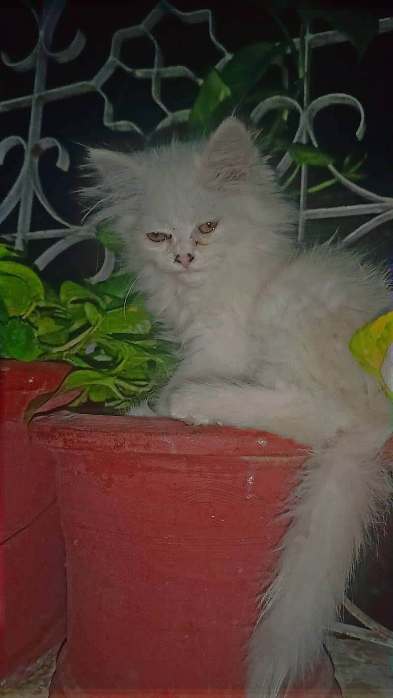 kitten 1