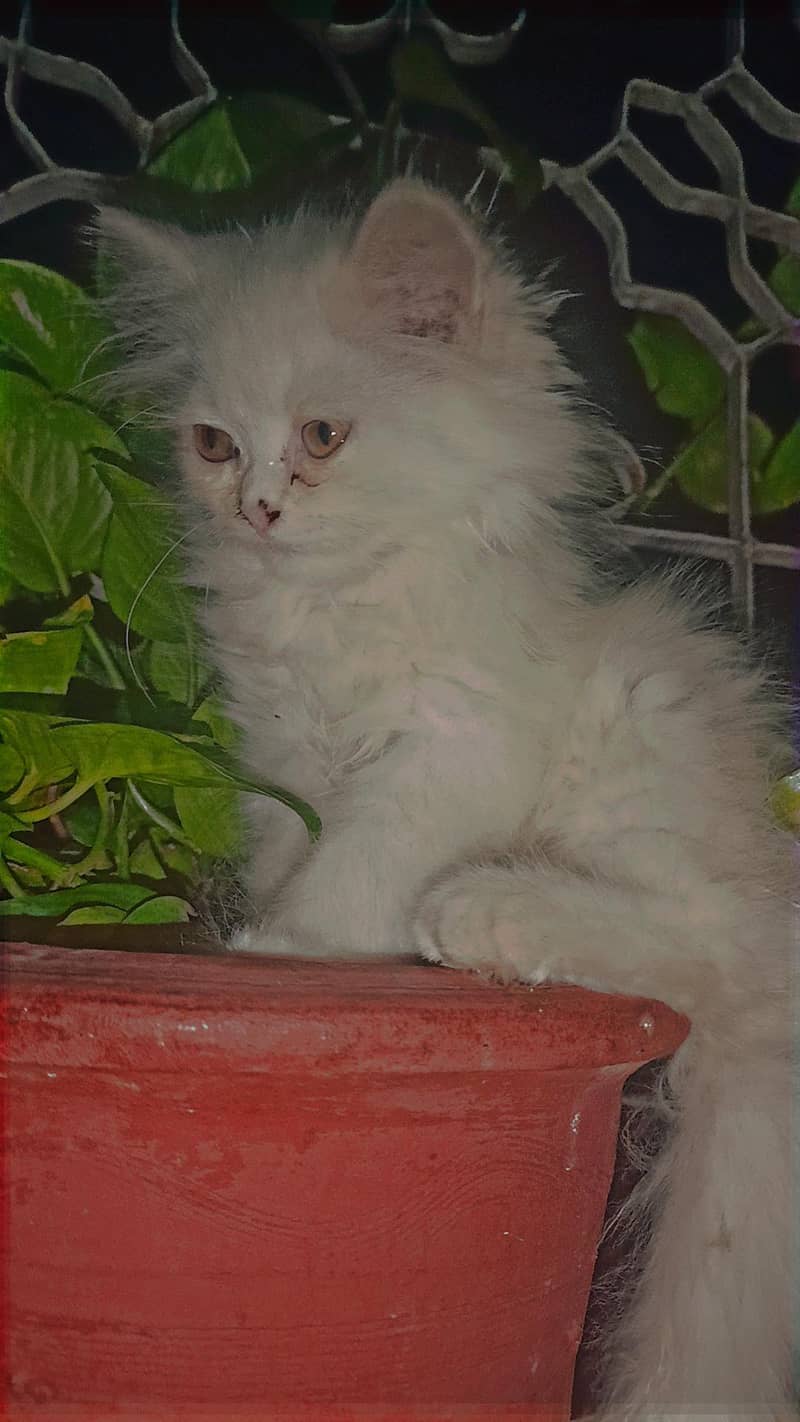 kitten 2