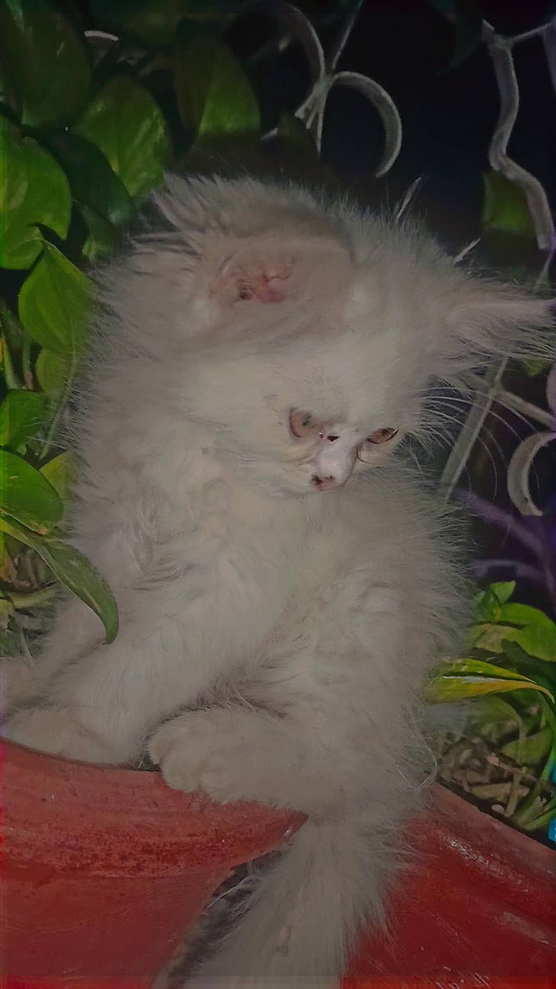 kitten 3
