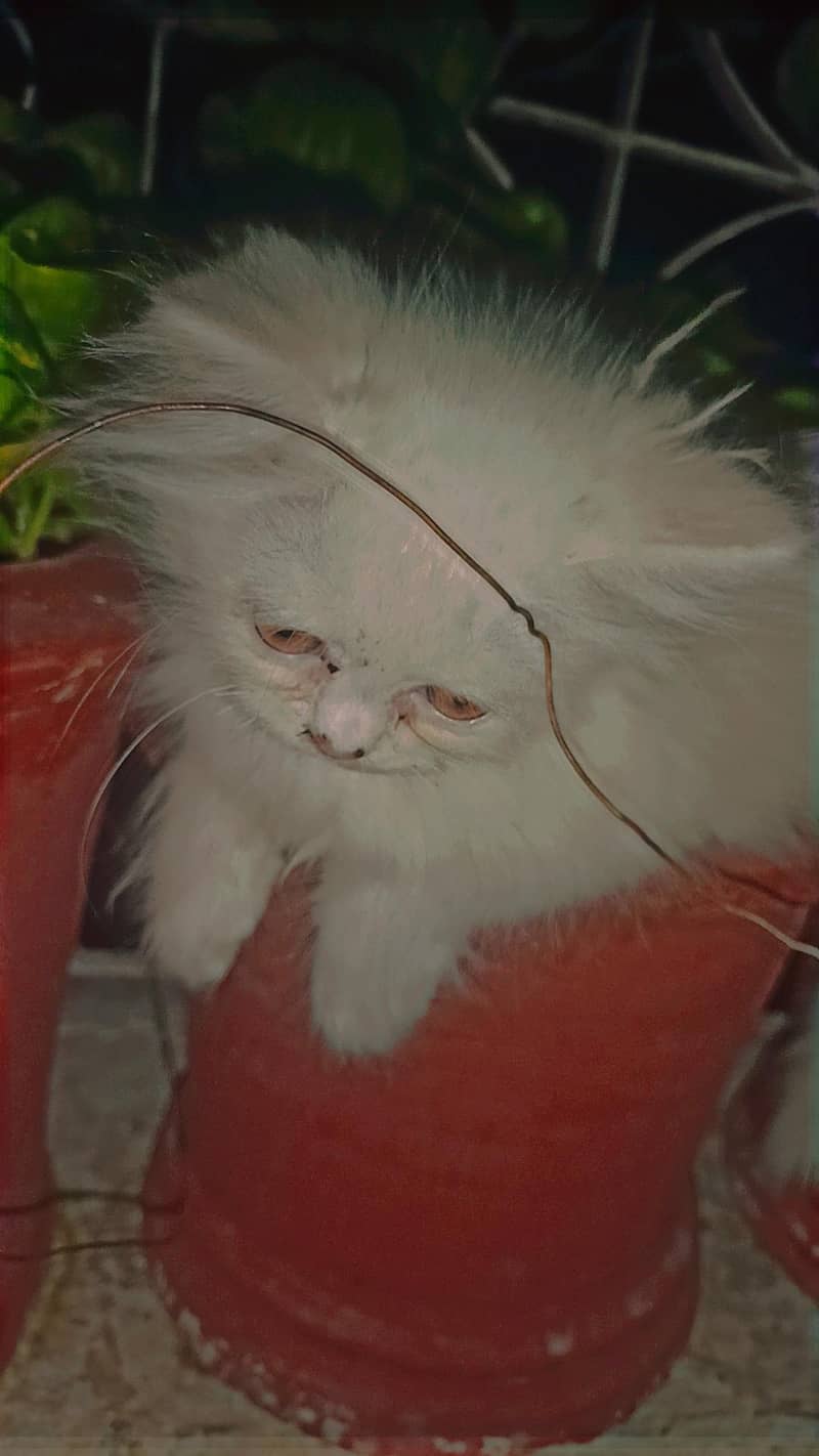 kitten 4