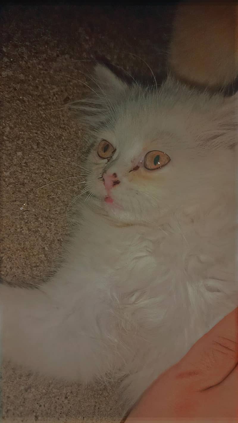 kitten 5