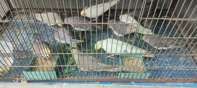 common white & grey