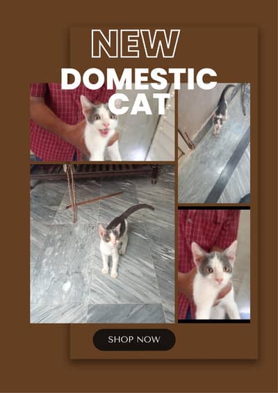 Domestic bicolor cat