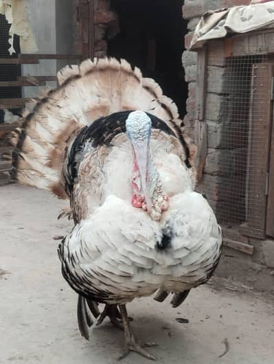 Turkey Bird(peru) Trio