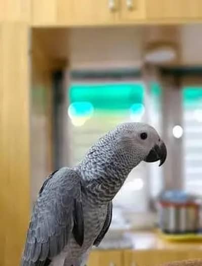 African grey parrots the good quality