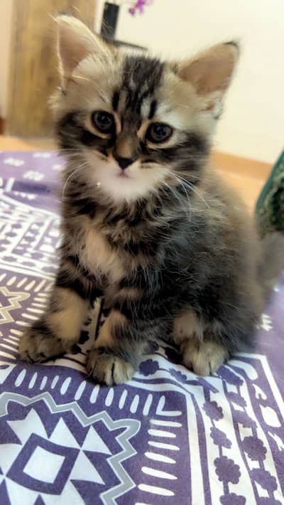 Persian Kittens – White & Gray | Tiger Stripes | Healthy
