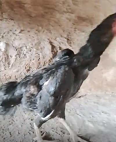 White nd Black shamo