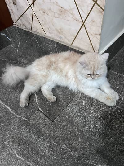 Persian triple coat