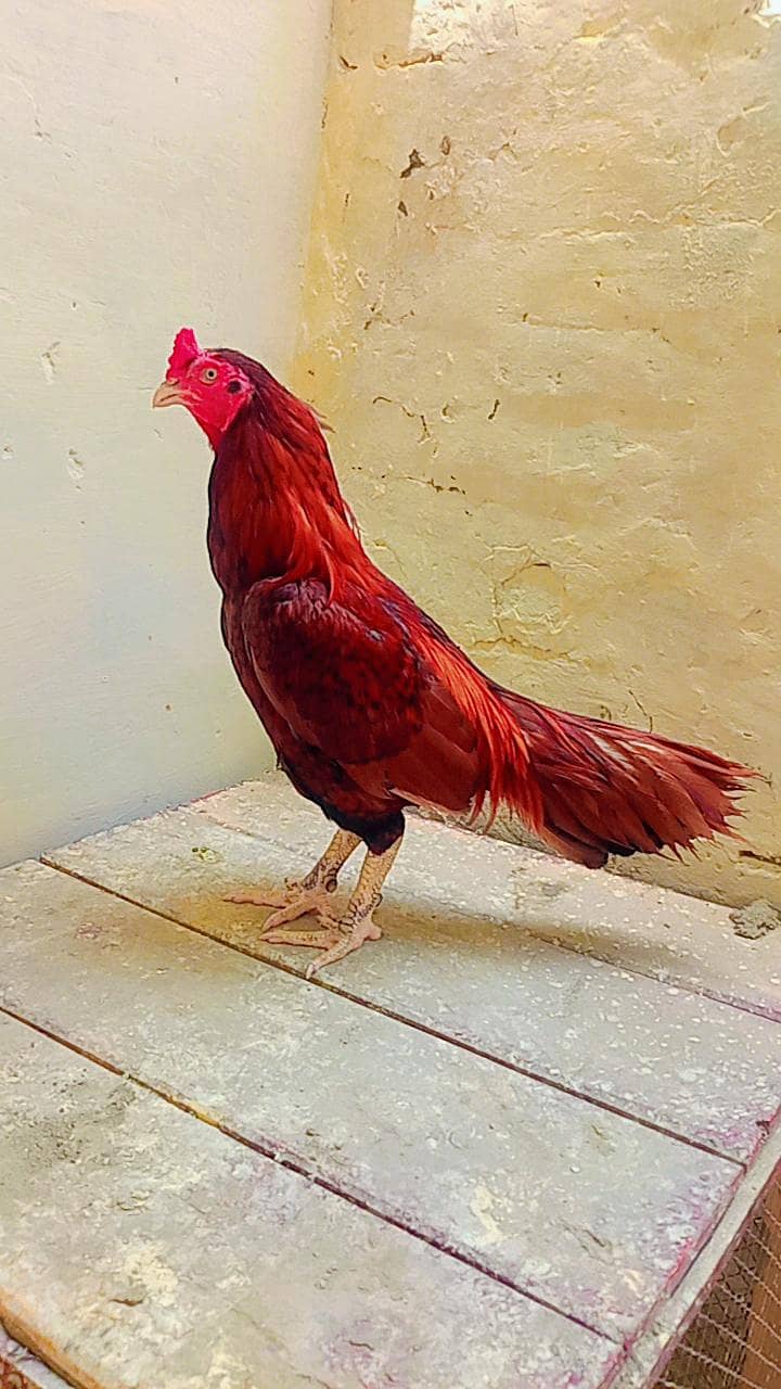 اصیل (Aseel) مرغی برائے فروخت 0