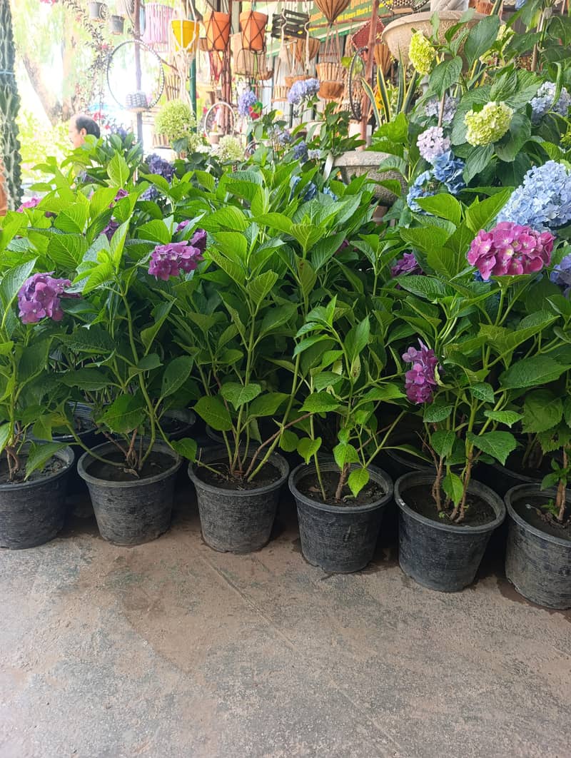 hydrangea plants 0