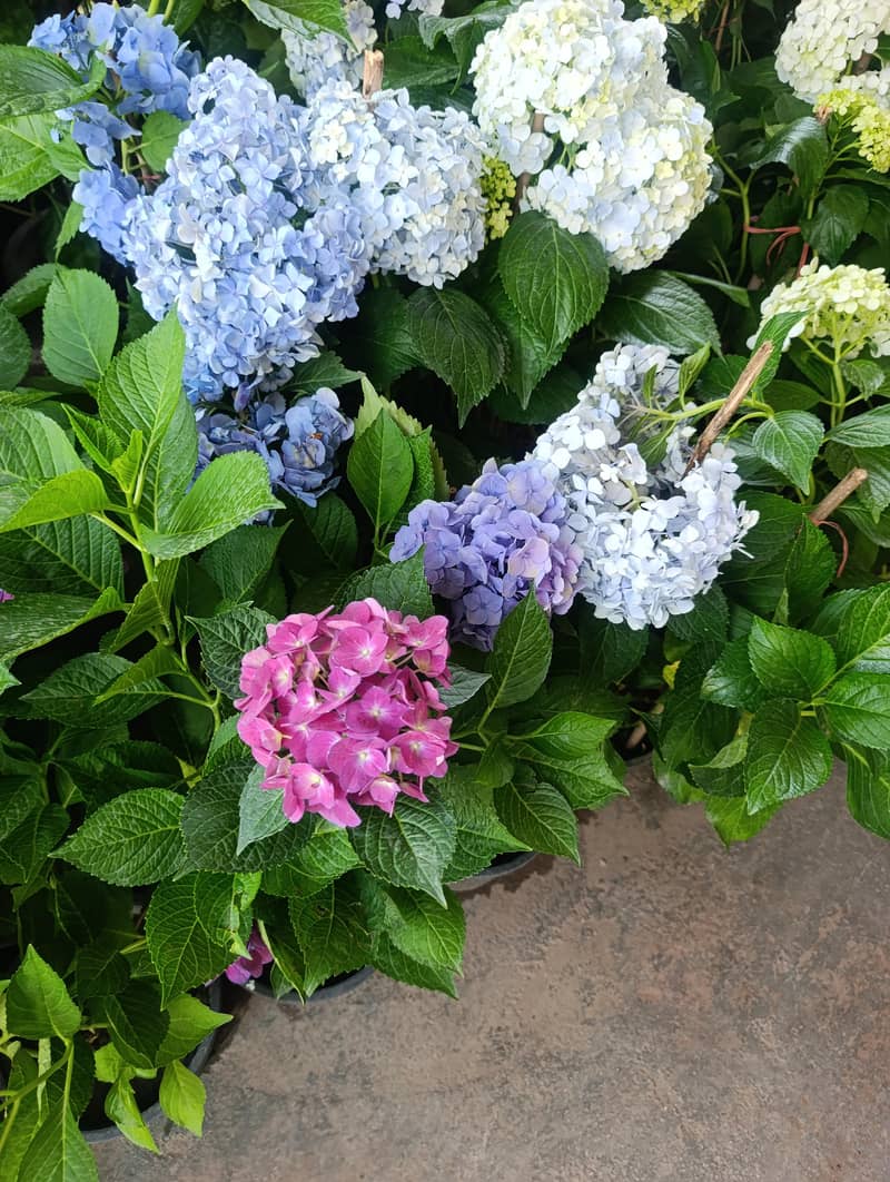 hydrangea plants 1
