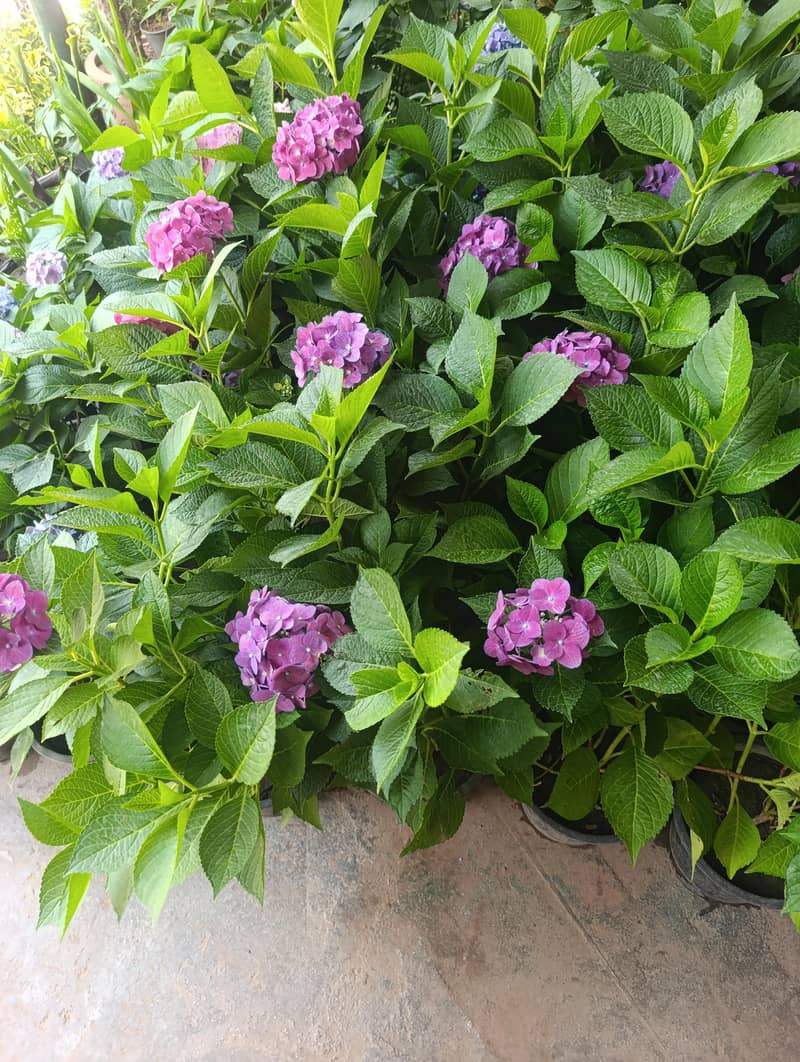 hydrangea plants 2