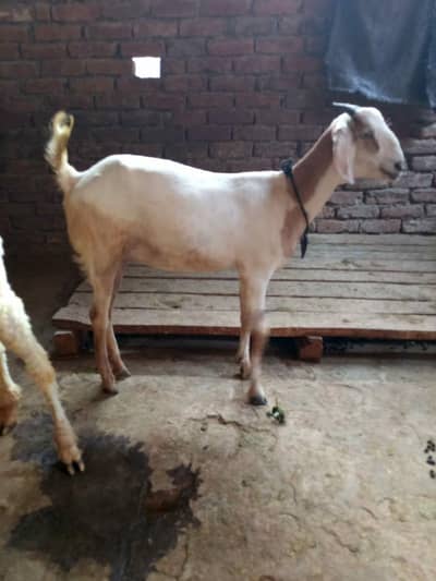 teddy female first time croos  03087456956