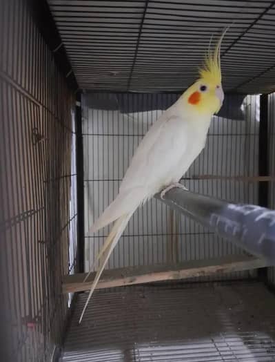 cocktail+love bird+white albaino red eyes+blue royal pam