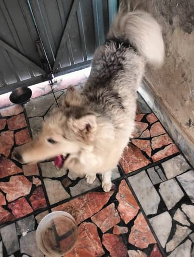 husky dog