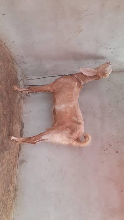 Rajanpuri Cross Bakri