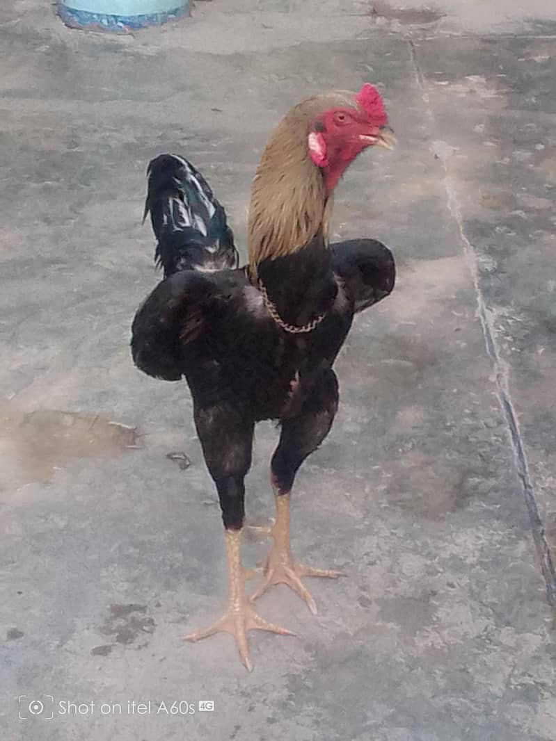 java morga 1