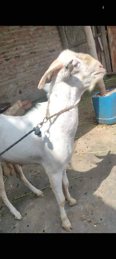 4 dant hua hai