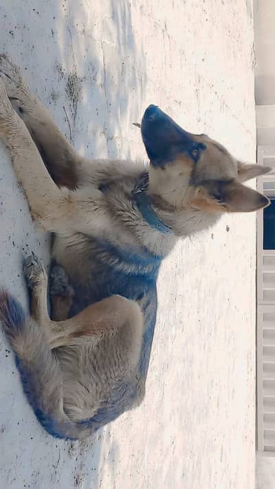 Pure German Shepherd Female For Sale - Guard + Friendly